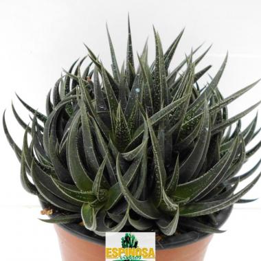 Haworthia herbacea